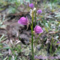 <i>Utricularia polygaloides</i>  Edgew.